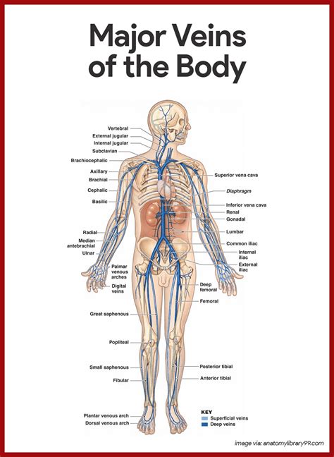 Major Blood Vessel Chart : Dr Will McCarthy's Science Site: Systemic ...