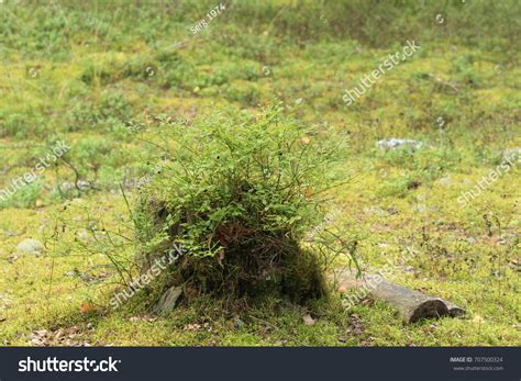 Fringe Tree Berries Edible Stock Photos 1 Images Shutterstock