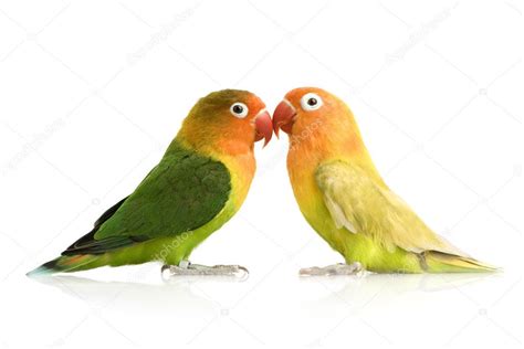 Peach-faced Lovebird — Stock Photo © lifeonwhite #10871356