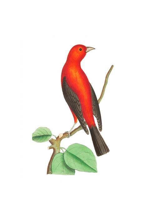 Vintage Illustration Red Bird Free Stock Photo - Public Domain Pictures