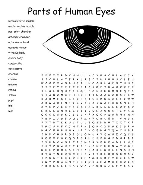 Parts of Human Eyes Word Search - WordMint