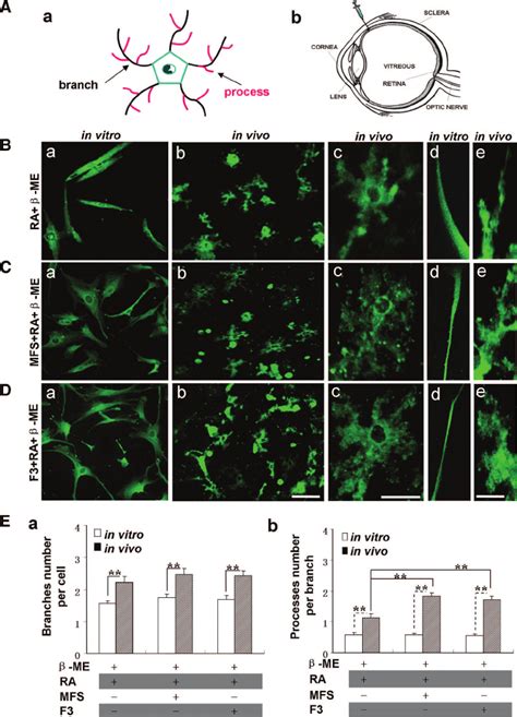 Characterization Of Predifferentiated Myelinating Glia Like Cells