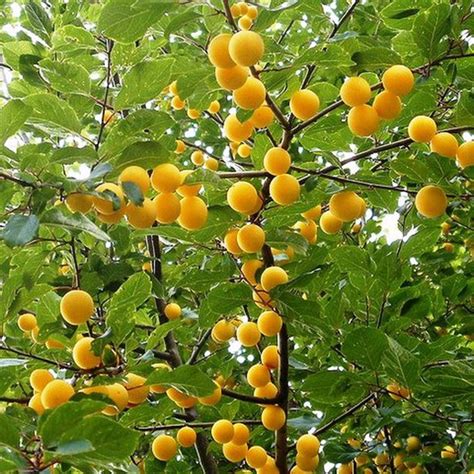 Ciruelos Reina Claudia Dorada Plantas Y Árboles Frutales