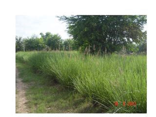 mekong river bank stabilization  vetiver system  vetiver