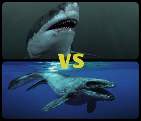 Blue Whale Size Comparison To Megalodon