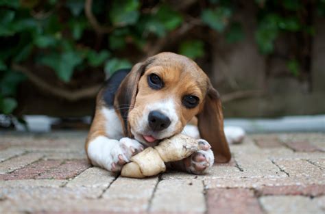 Cutest Pictures Of Beagles Popsugar Uk Pets Photo 16