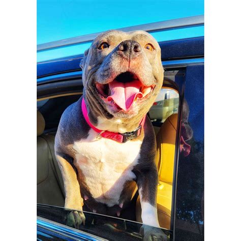 Donate to DONATIONS MATCHED: DFW Pets Are Family Event | Support animal