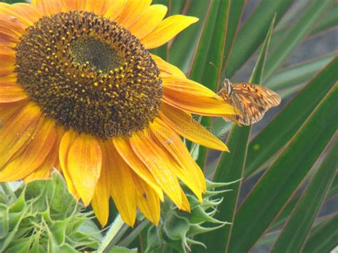 Sunflower and butterfly stock image. Image of buttherfly - 238816053