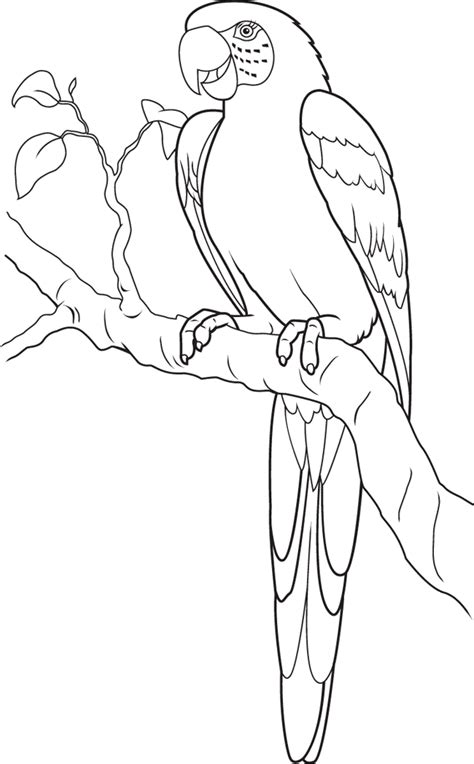 Parrot Coloring Sheet Printable Coloring Pages