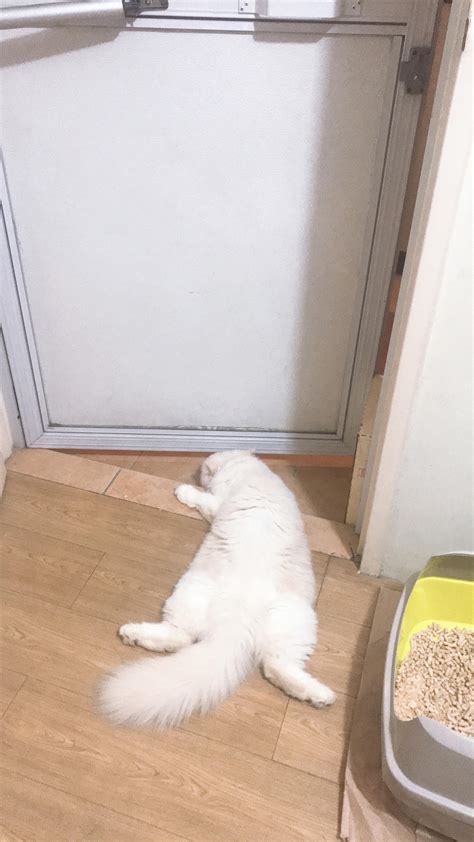 spying the neighbor, sploot style | Scrolller