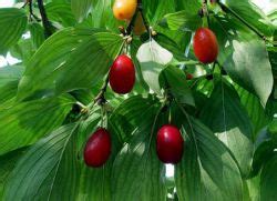 Чем полезен кизил?