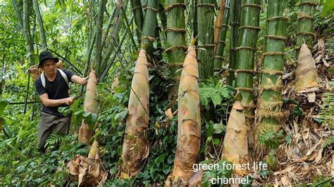 Giant Bamboo Shoots Harvest And Store Green Forest Life Ep204 Youtube