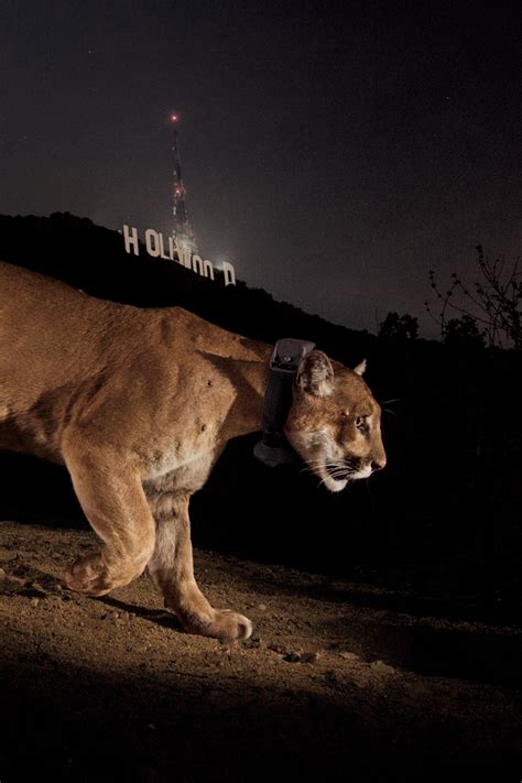 Ny times obits today feature a legendary hollywood icon 17