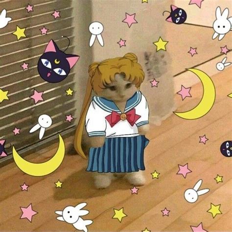 💗⭐️🐈‍⬛ Cute Little Animals Anime Chibi Kawaii Anime Sailor Moon Cat