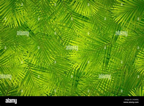 Fruit Pattern Background Plant Clothes Pattern Stock Photo Alamy