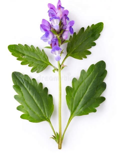 Baikal Skullcap - Scutellaria Baicalensis - in a Studio Shot with ...