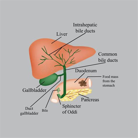 La Structure Anatomique Du Foie De La V Sicule Biliaire Des