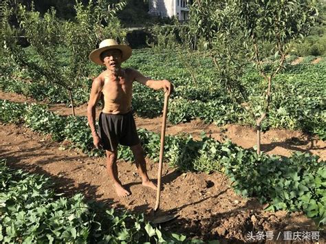 農村地里已再難見到年輕人了，為何年輕人不種地，七旬老人有話說 每日頭條