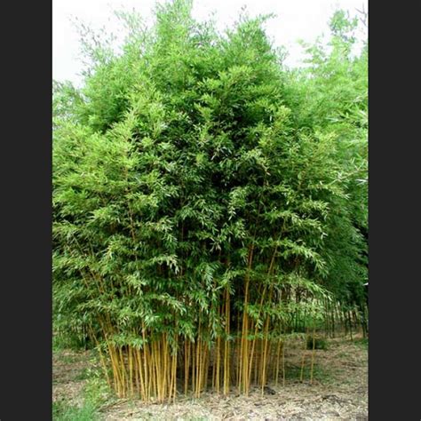 Phyllostachys Aureosulcata Aureocaulis