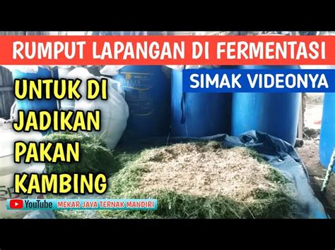 Panduan Lengkap Cara Membuat Pakan Ternak Fermentasi