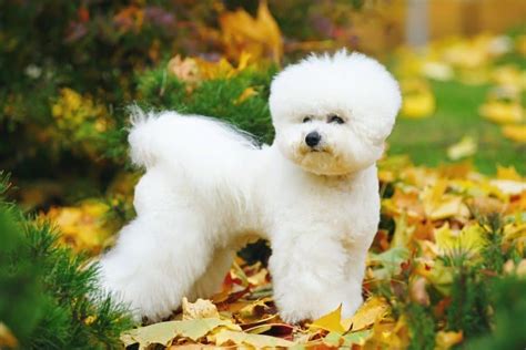 Bichon Frise: Dog Breed Info, Pictures, Traits & More | Hepper
