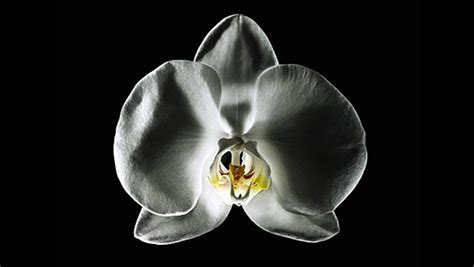 How To Give A Girl Head 10 Oral Sex Tips Men S Journal Men S Journal