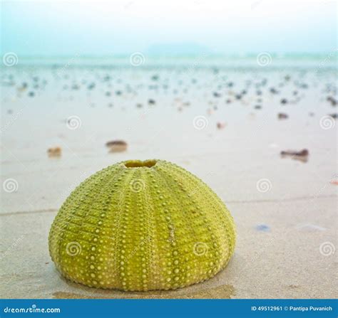 Shell on the beach stock image. Image of sand, summer - 49512961