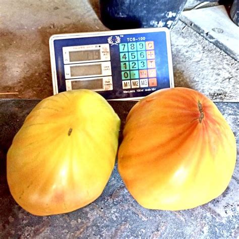 Томат Мадрид F1 - купити насіння овочів з доставкою по Україні в ...