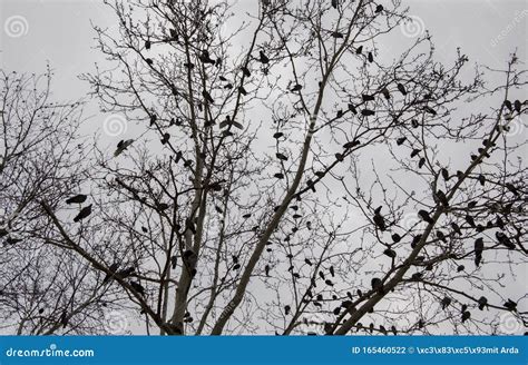 Naked Tree Lots Of Birds And Sky Stock Photo Image Of Roots Cellsthis 165460522