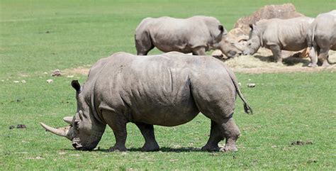 70 Rhino Dung Stock Photos Pictures And Royalty Free Images Istock