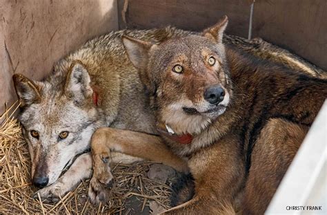 Americas Forgotten Wolf
