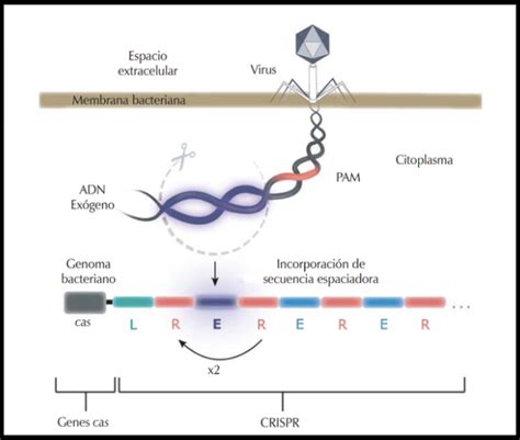 Las Bondades Que Nos Brindanlas Tijeras Genéticas Crispr Cas9 By Instituto De Genética Barbara