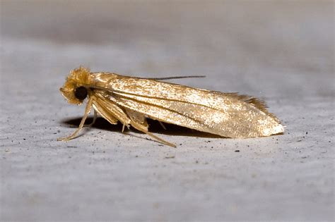 Clothes Moths eat your clothes! - Australian Butterfly Sanctuary