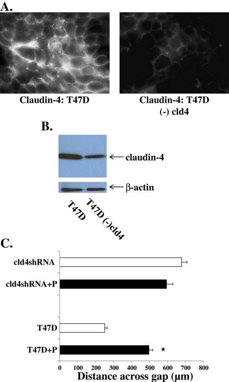 Claudin 4 Knockdown Inhibits Cell Motility Representative Confocal