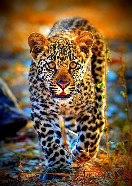 Фото Леопард идет по сухой траве