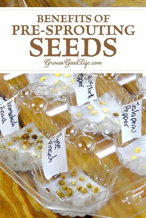 How To Pre Sprout Seeds For Faster Germination Artofit