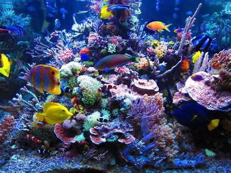 Stunning Coral Reef Photos Reef Safe Fish Coral Aquarium Marine