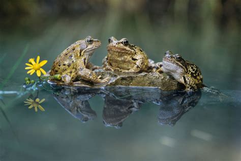 frog habitats  drying  due  climate change study finds saloncom