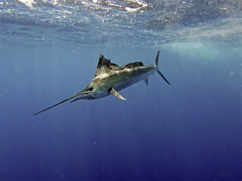 sailfish pictures az animals
