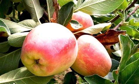 Dwarf Beverly Hills Apple Tree - Grows in warm climates like Californi ...