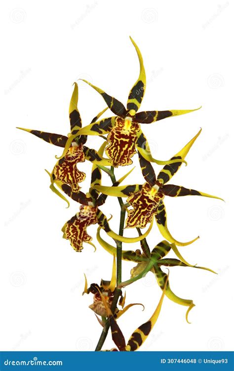 Isolated Arachnis Orchid Flowers On A White Background Stock Photo