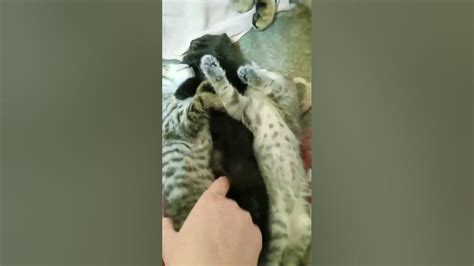 Кошачки подросли))) - YouTube