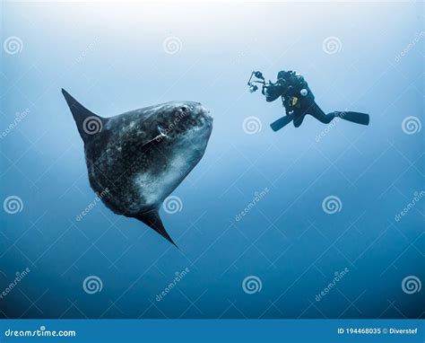 mola mola southern ocean sunfish mola ramsayi posaer stock image