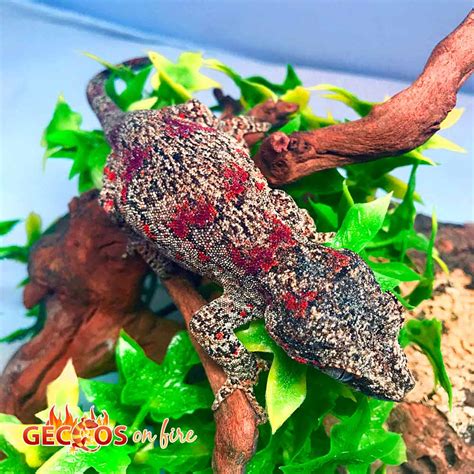 Williams Blue Cave Gecko for sale | Leopard Geckos for sale | Crested ...