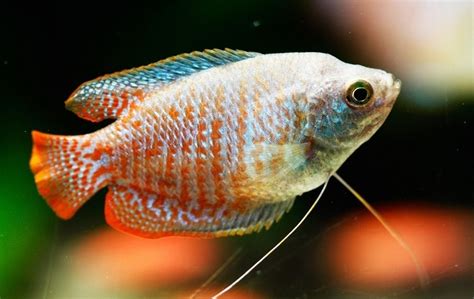 Dwarf Gourami Care Guide Info Tank Mates Lifespan With Pictures