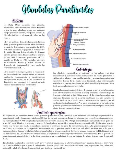 Gl Ndulas Paratiroides Estephany Reynoso Udocz