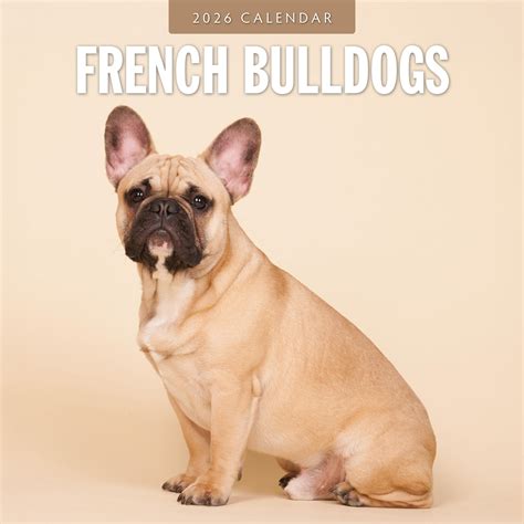 Franse Bulldog Kalender 2026 Kopen? | foto's bekijk je hier