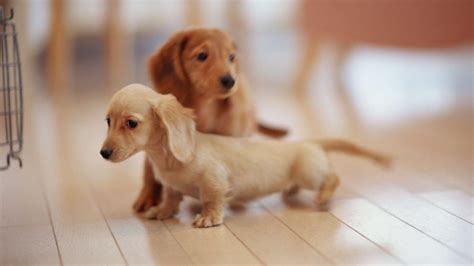 Cute Dachshund Wallpaper Wallpapersafari