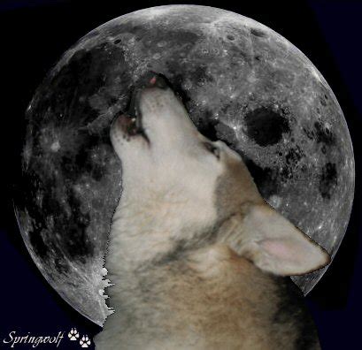 The Black Moon | Springwolf Reflections