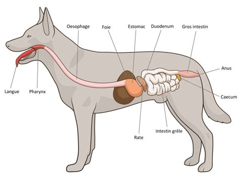 L Appareil Digestif Du Chien